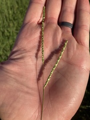 Paspalum