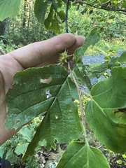Cameraria hamameliella