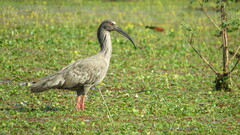 Theristicus caerulescens