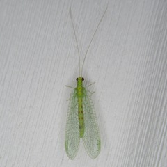 Chrysopa quadripunctata