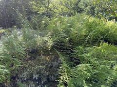 Dennstaedtia punctilobula