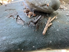 Platycryptus californicus