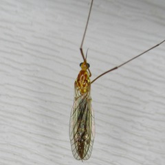 Nephrotoma ferruginea