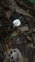 Tetrapyrgos nigripes