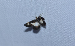 Heliomata cycladata