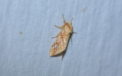 Lophocampa caryae