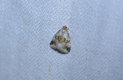 Maliattha synochitis