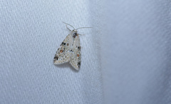 Maliattha concinnimacula