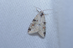 Maliattha concinnimacula