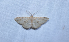 Melanolophia canadaria