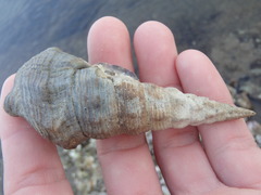 Pyrazus ebeninus