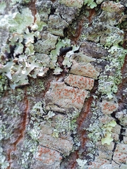 Haematomma persoonii