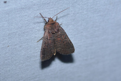 Orthodes cynica