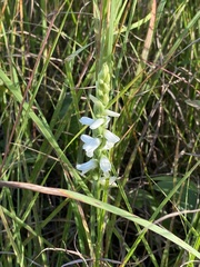 Spiranthes magnicamporum