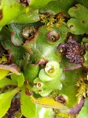 Marchantia