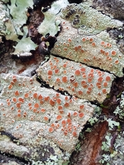 Haematomma persoonii