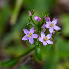 Centaurium erythraea