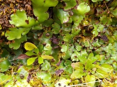 Marchantia