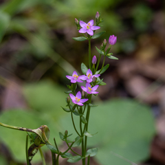 Centaurium erythraea