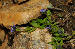Veronica alpina