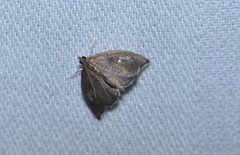 Perispasta caeculalis