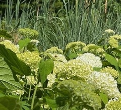 Anthophila