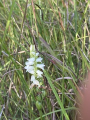 Spiranthes magnicamporum