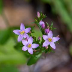 Centaurium erythraea