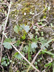 Ranunculus gmelinii