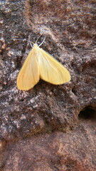 Eubaphe