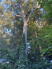 Ulmus rubra