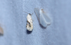 Ponometia erastrioides