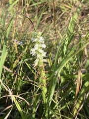 Spiranthes magnicamporum