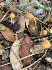 Marasmius
