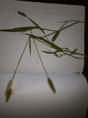 Setaria viridis