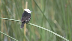 Arundinicola leucocephala