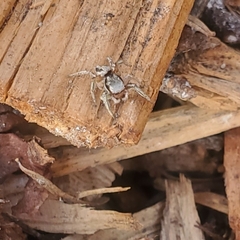 Habronattus