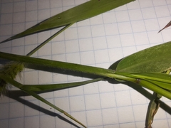 Setaria viridis