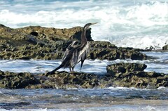 Anhinga novaehollandiae