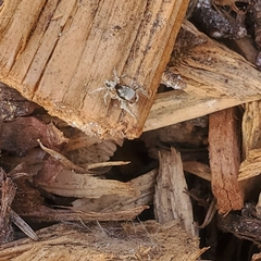 Habronattus