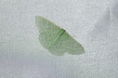 Synchlora