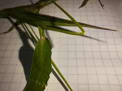 Setaria viridis