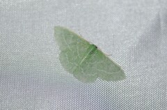 Synchlora