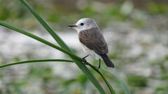 Arundinicola leucocephala