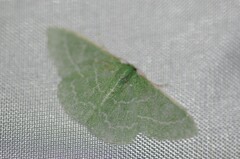 Synchlora