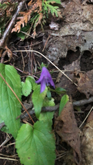 Campanula rapunculoides