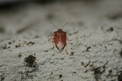 Pentatomidae