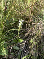 Spiranthes magnicamporum