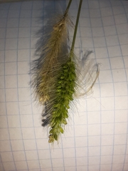 Setaria viridis