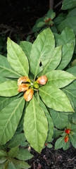 Leuenbergeria bleo